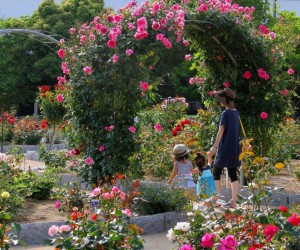 特選　親子のバラ園　塩見芳隆（解像度：低）